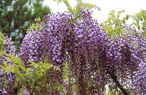 WISTERIA floribunda