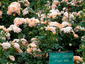Rosa 'Sweet Dream'*