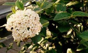 Viburnum x burkwoodii