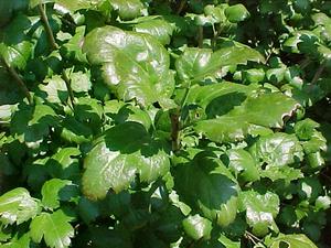 Ribes alpinum