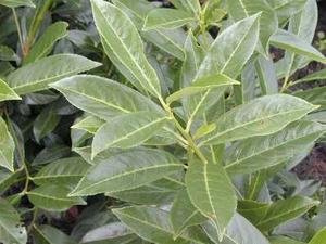 Prunus laurocerasus 'Caucasica'