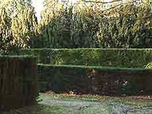 Taxus baccata