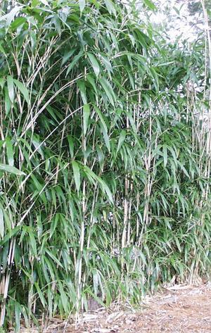 Pseudosasa japonica