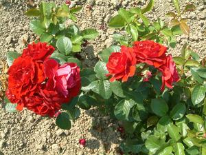 Rosa Red Abundance'