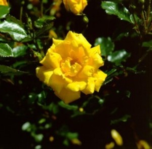 Rosa 'All Gold'