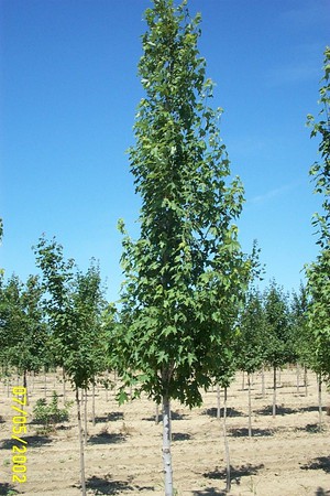 ACER freemanii 'Armstrong'
