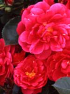 Rosa 'Crimson Floorshow'*