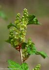 Ribes alpinum