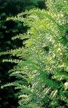 Taxus baccata